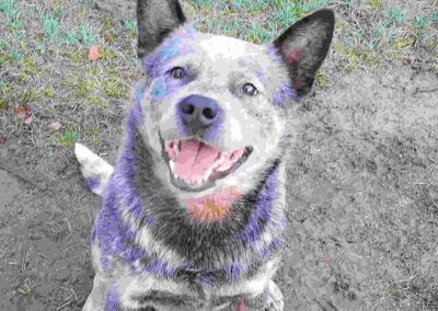 Techniques douces éducation canine Carling