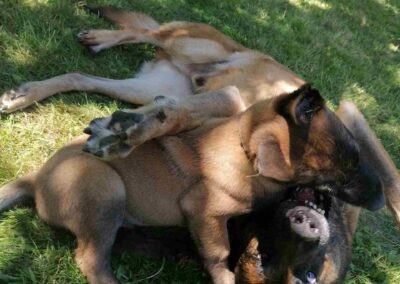Formation obéissance canine Carling