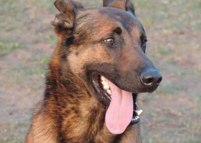 Dressage comportemental chien Carling