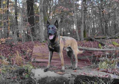 Séance dressage chien Carling
