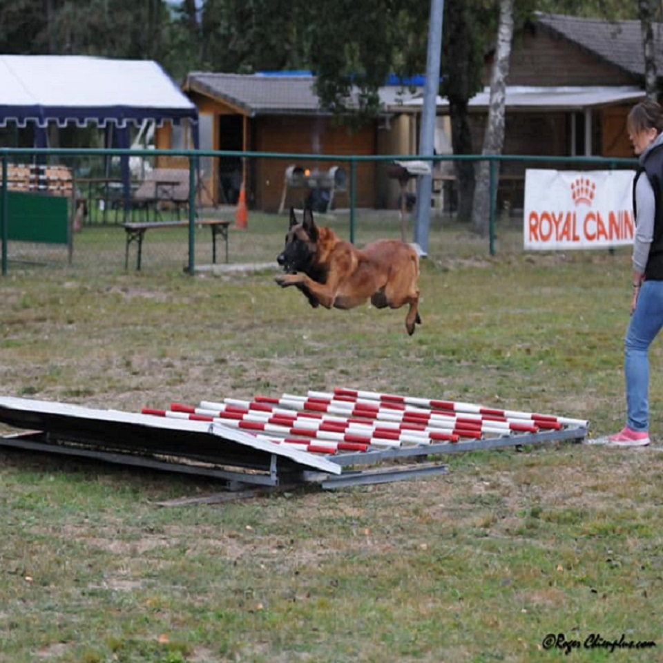 pension canine